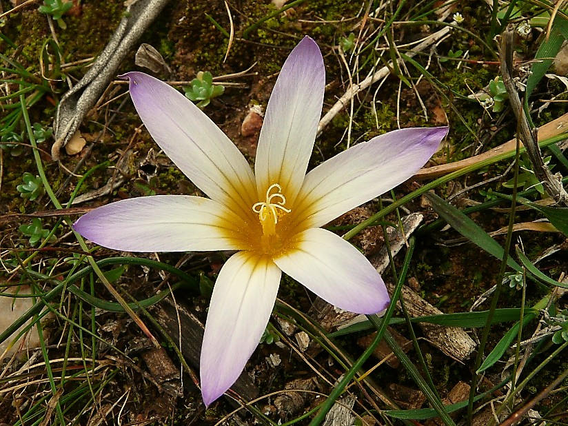 Romulea...ma quale? (bulbocosium, ligustica e ramiflora)